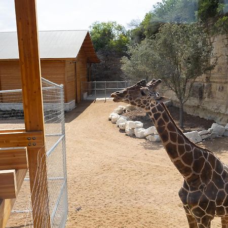 San Antonio Zoo - Spekboom Giraffe Lodge Exteriér fotografie