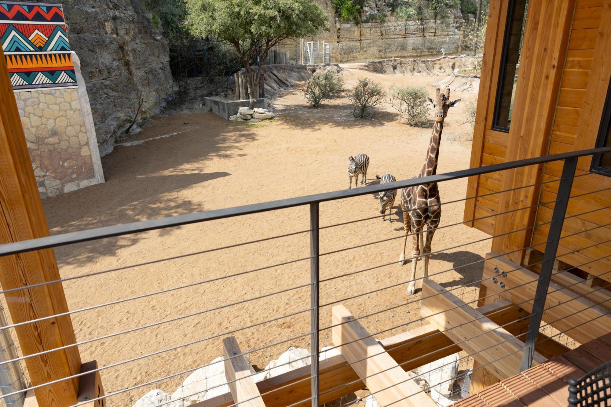 San Antonio Zoo - Spekboom Giraffe Lodge Exteriér fotografie