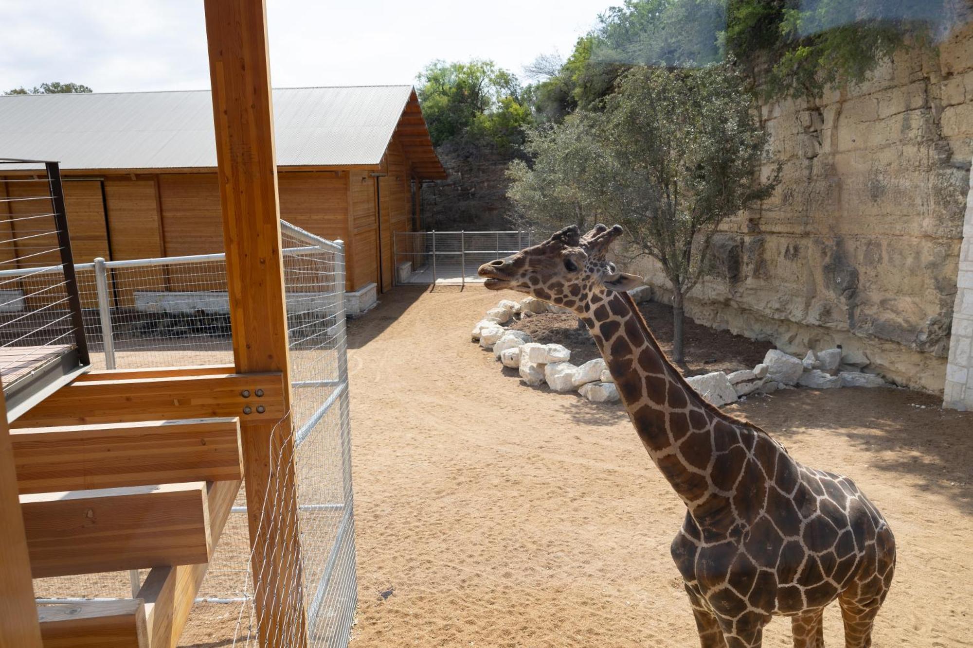 San Antonio Zoo - Spekboom Giraffe Lodge Exteriér fotografie