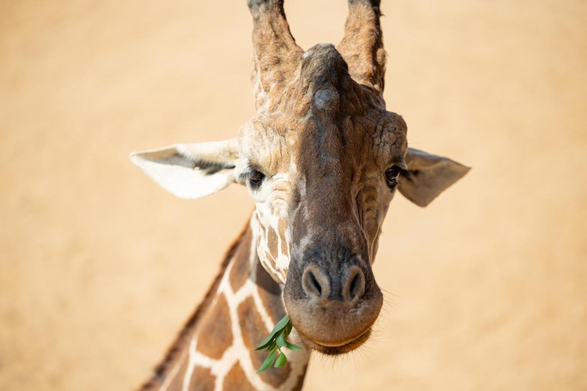 San Antonio Zoo - Spekboom Giraffe Lodge Exteriér fotografie